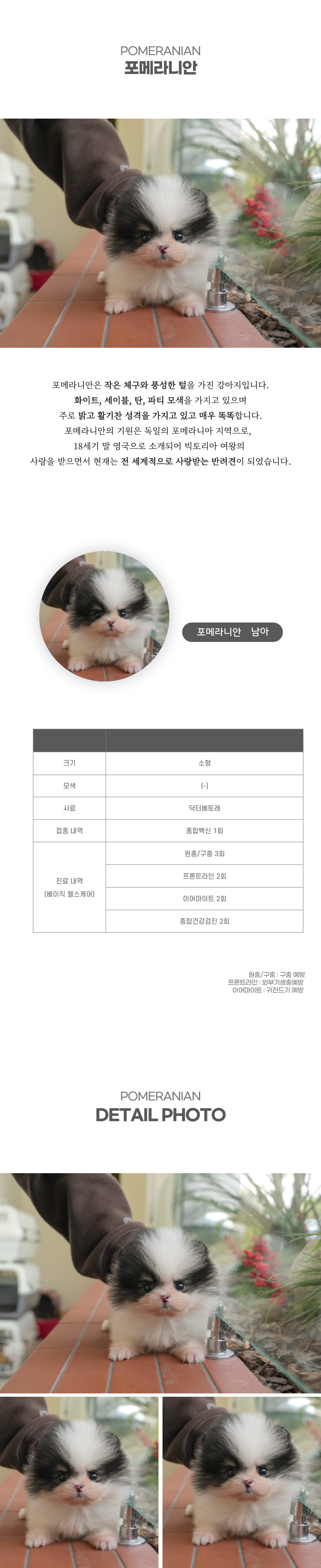 포메라니안_상세이미지_2